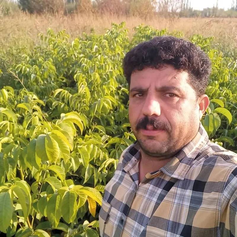 نهال گردوی یکساله در اذربایجان غربی