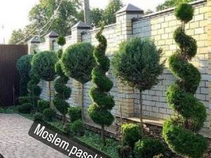 طراحی و اجرای فضای سبز حرفه ای
