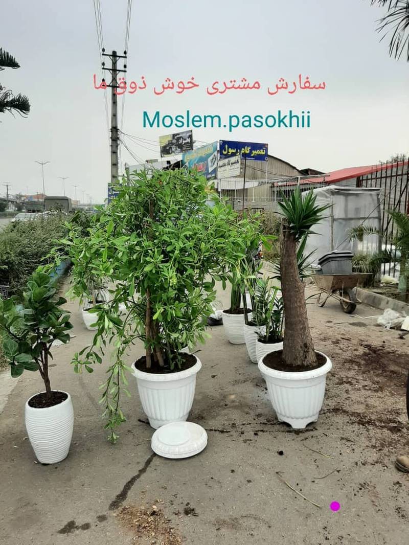 فروش عمده و جزئی انواع گل اپارتمانی