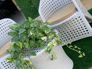 مبل حصیری جنس رتن 