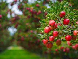 از چه سمی برای درخت سیب استفاده کنیم؟