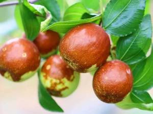 نهال عناب اوکراینی در آذربایجان 