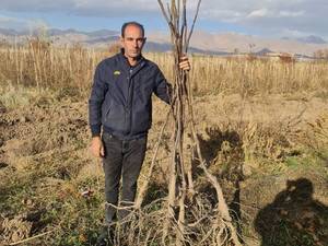 نهال گردو چندلر و فرنور در آذربایجان 