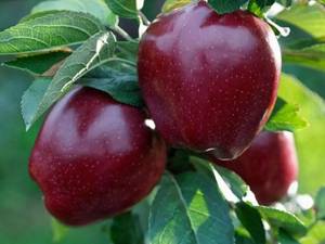 خرید نهال سیب اصلاح شده در خوی 