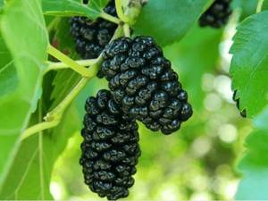 فروش ارقام نهال توت در خوی 