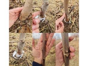 روش جدید پیوند گردو