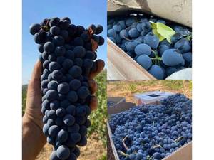 نهال انواع ارقام انگور در آذربایجان 