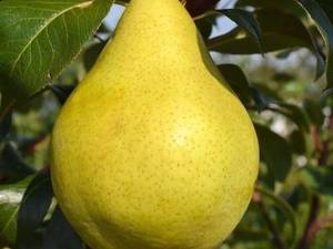 قیمت نهال گلابی درگزی
