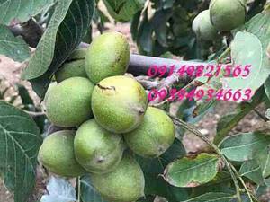 گردو بذری اصلاح شده رقم پایه کوتاه اسراییلی