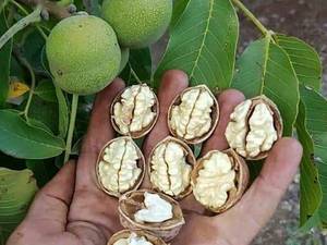 گردو بذری اصلاح شده رقم پایه کوتاه اسراییلی