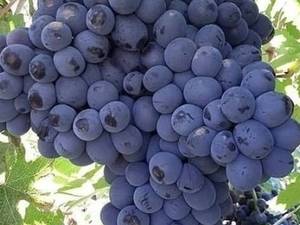 آینده ای بهتر و درآمد بیشتر از گردو