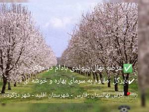 نهالستان ایران بادام دژکرد