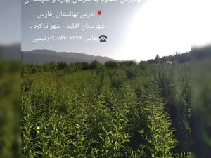 نهالستان ایران بادام دژکرد