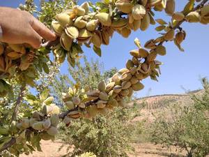 نهالستان ایران بادام دژکرد