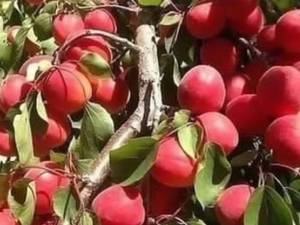 نهالستان مهدیزاده