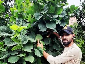 فروش نهال فندق در مازندران