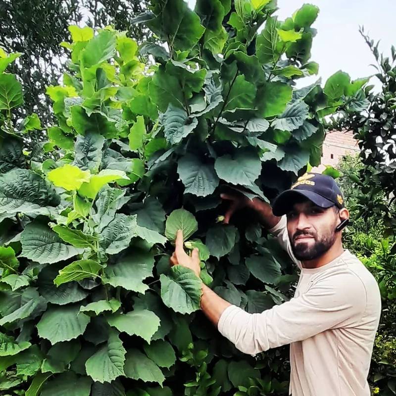 فروش نهال فندق در مازندران