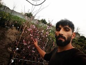 خرید انواع نهال هلو شلیل