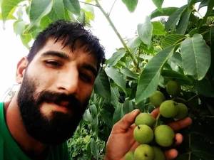 فروش گردو و نهال گردو تضمینی در مازندران