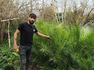 فروش کاج نخل پالم در مازندران