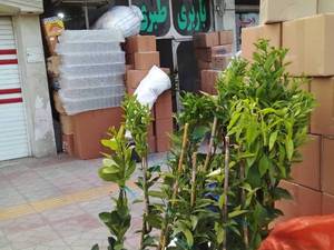 ارسال نهال دانه ای با باربری