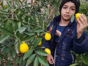 لیموترش شیرازی و لایمکوات مخصوص گلخانه ۴ فصل