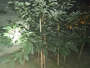 فروش نهال آووکادو در قائمشهر