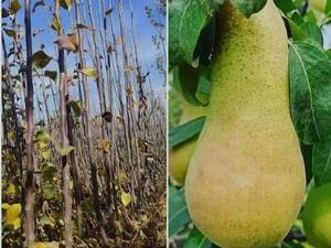 فروش نهال گلابی پرتقالی در نهالستان ایران زمین