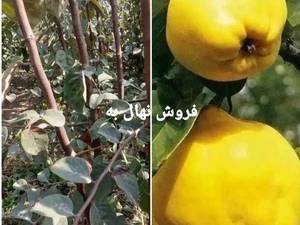 تولید نهال به در نهالستان ایران زمین