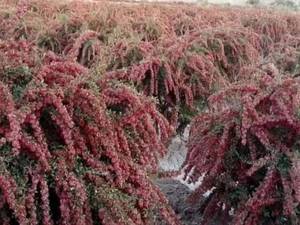 فروش نهال زرشک در آذربایجان