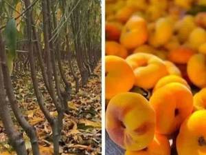 خرید و فروش نهال هلو انجیری