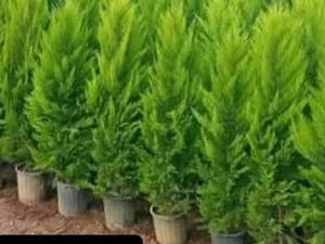 تولید نهال درخت کاج