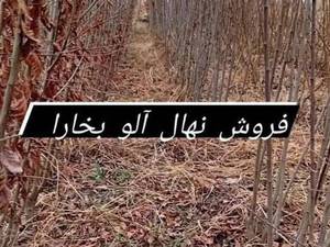 فروش نهال آلوبخارا