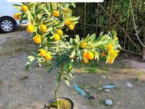 خرید نهال کامکوات