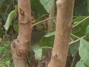 قیمت نهال گیلاس تکدانه