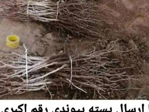 نهال پسته پیوندی رقم اکبریان 