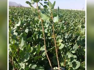 نهال پسته پیوندی رقم اکبری