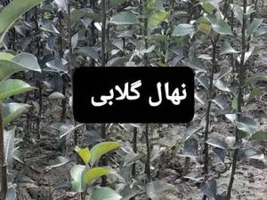 نهال گلابی در آذربایجان 