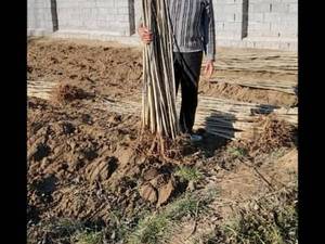 نهال صنوبر تبریزی