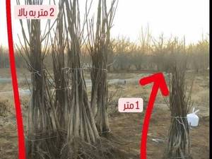فروش نهال گردو