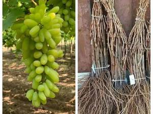 خرید نهال انگور حسینی 