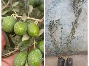 نهال زیتون