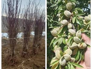 نهال بادام زود بازده