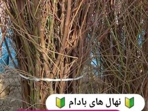 نهال بادام زود بازده