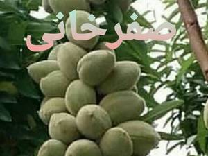 نهال بادام دیرگل فرانسه درشهریار