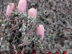 تولید آویشن کوهی اصل
