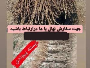 پرورش نهال پسته در آذربایجان