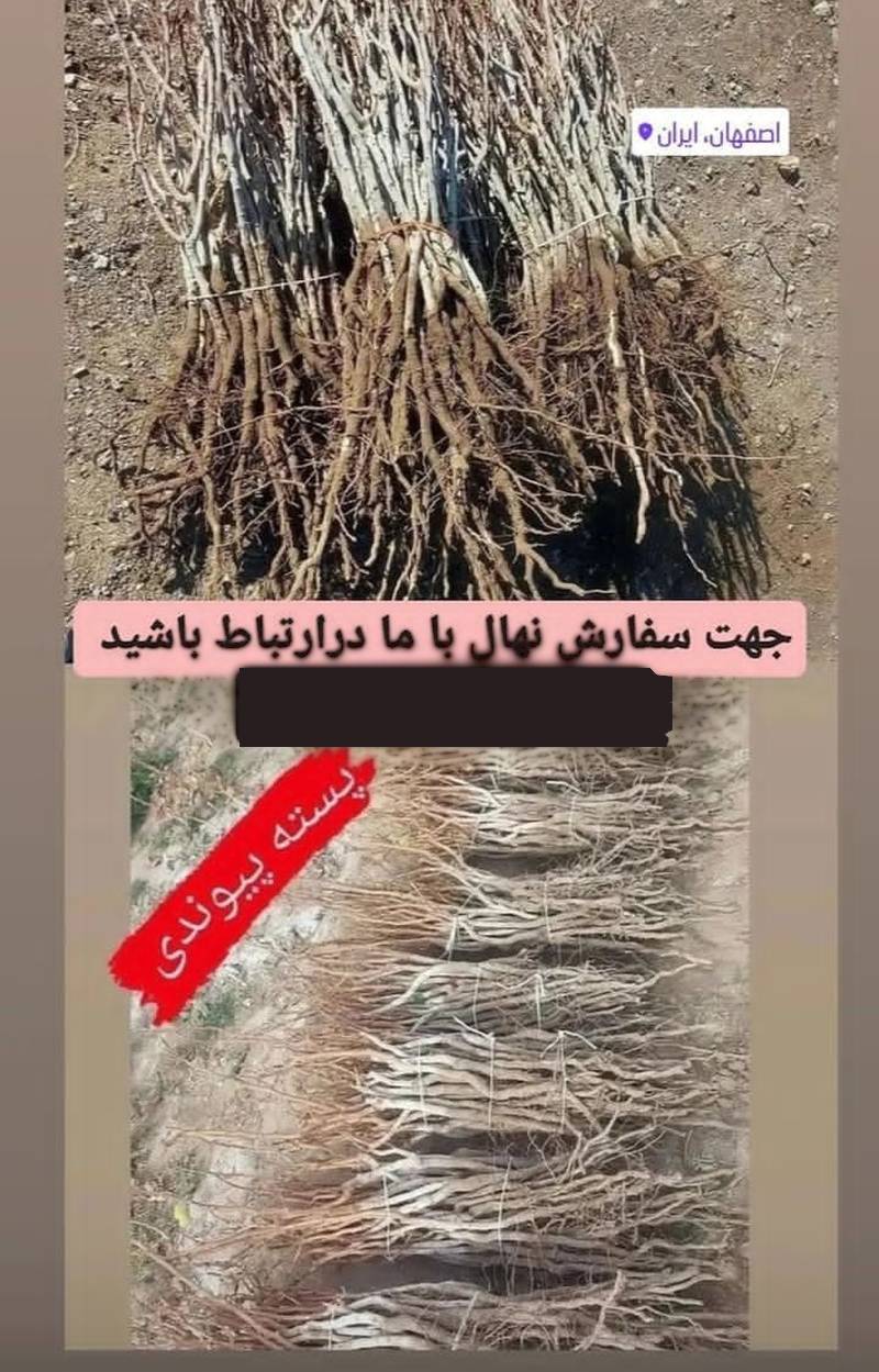 پرورش نهال پسته در آذربایجان