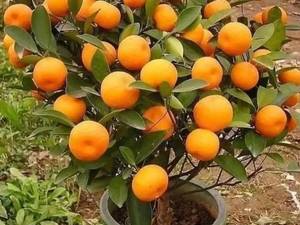 پرورش و فروش نهال پرتقال 