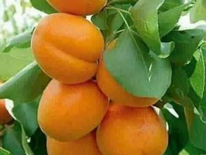 نهال زردآلو